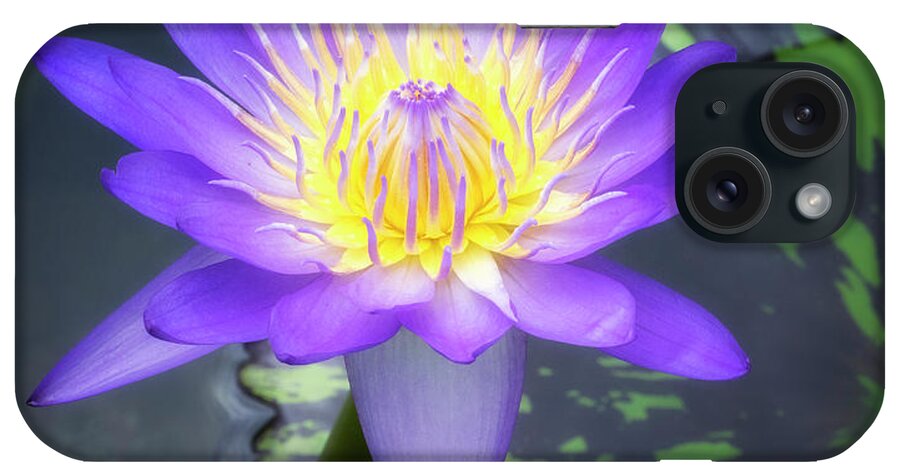 Aquatic iPhone Case featuring the photograph Waterlily is a popular aquatic plant. by Usha Peddamatham
