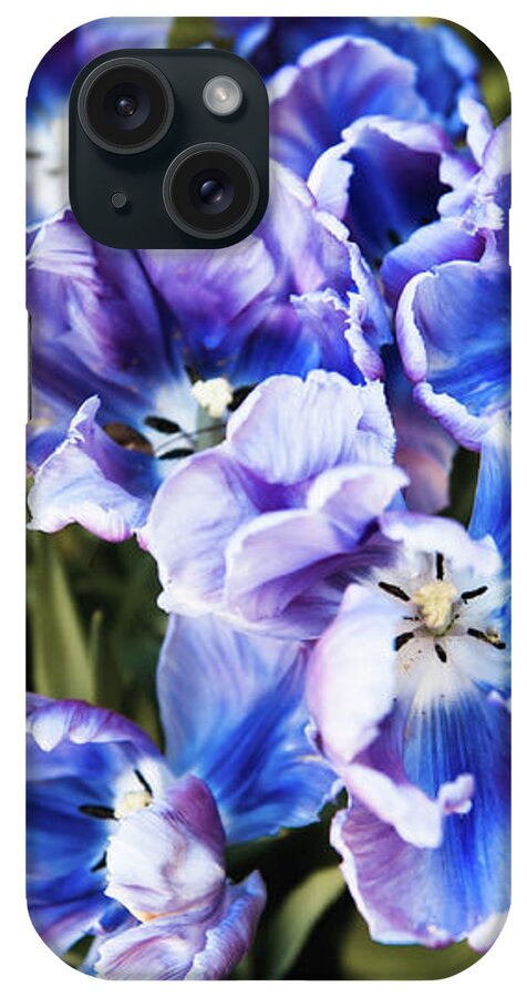 Purple iPhone Case featuring the photograph Purple blue tulips blooming abstract by Arletta Cwalina