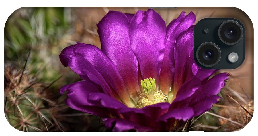 Purple Cactus Flower iPhone Case featuring the photograph Purple Cactus Flower by Saija Lehtonen