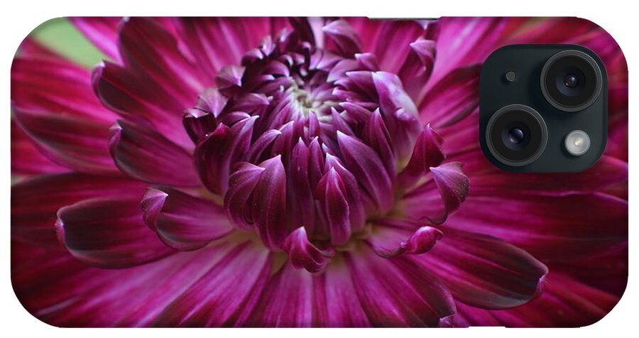Flowers iPhone Case featuring the photograph Purple Dahlia by Jimmy Chuck Smith