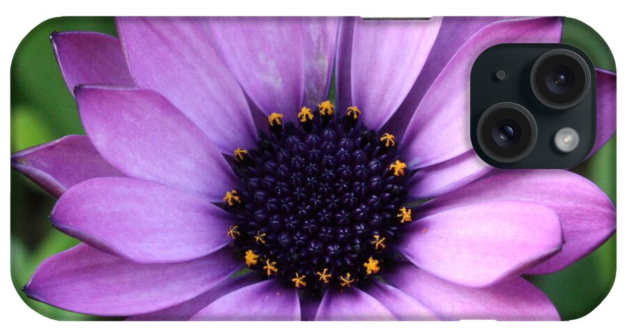 Purple Flower iPhone Case featuring the photograph Purple Daisy Square by Carol Groenen