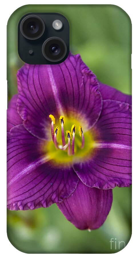 Flower iPhone Case featuring the photograph Purple Daze by Douglas Kikendall