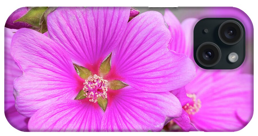 Flower iPhone Case featuring the photograph Purple flower? by The Flying Photographer