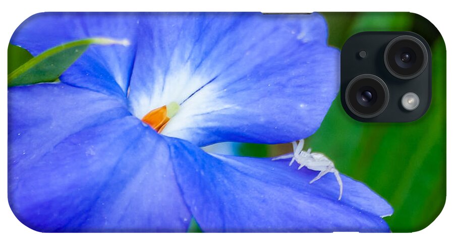Flower iPhone Case featuring the photograph Morning Glory by James L Bartlett