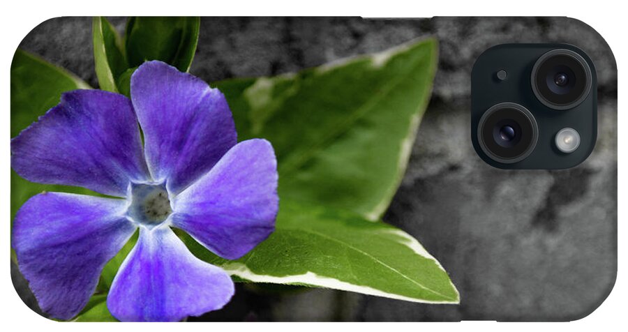 Flowers iPhone Case featuring the photograph Purple Garden Flower by Henri Irizarri