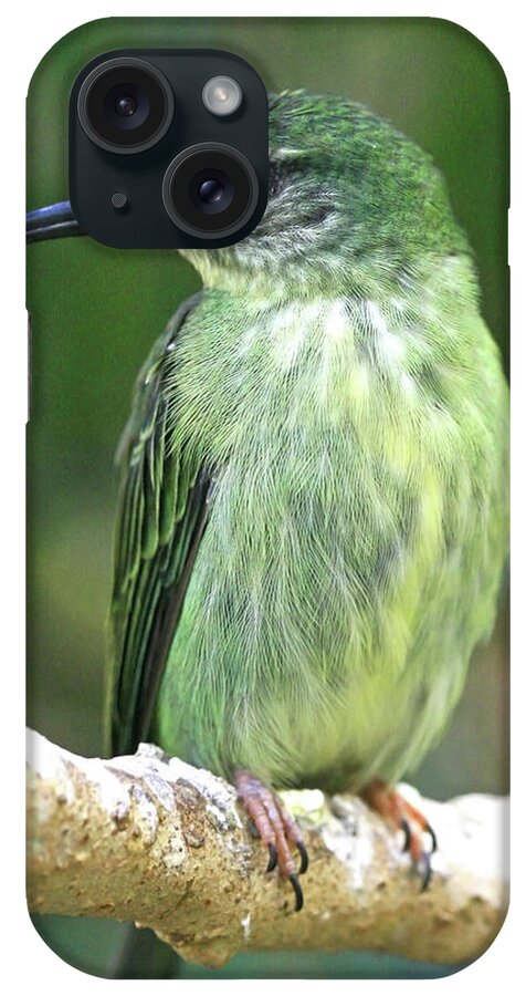 Bird iPhone Case featuring the photograph Purple Honeycreeper female by David Freuthal
