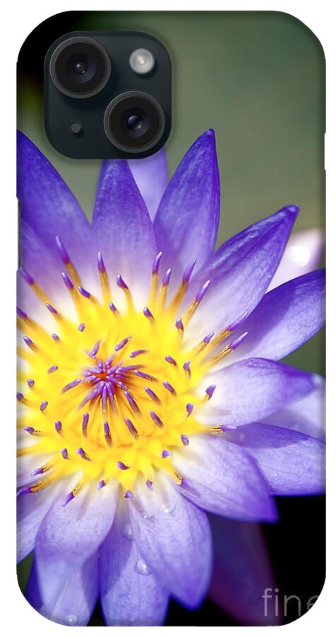 Beautiful iPhone Case featuring the photograph Purple Waterlily Close-up by Kicka Witte - Printscapes