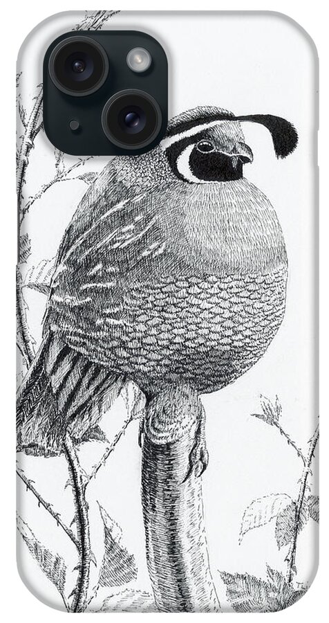 California Valley Quail iPhone Case featuring the drawing Quail Sentry by Timothy Livingston