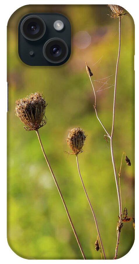 Autumn iPhone Case featuring the photograph Queen Ann Autumn by Bill Wakeley