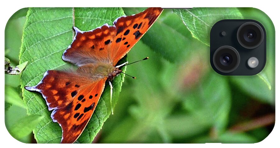 Question Mark Butterfly iPhone Case featuring the photograph Question Mark butterfly by Ronda Ryan