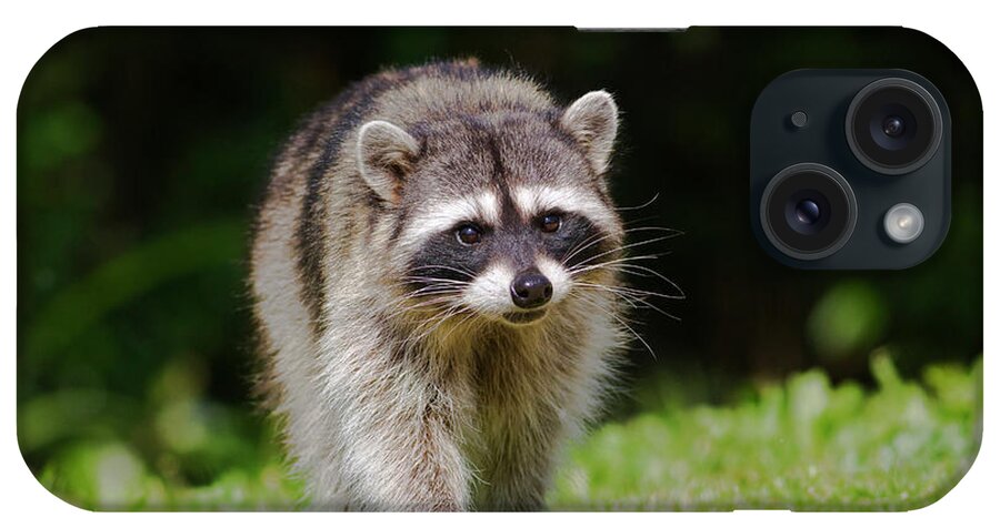 Raccoon iPhone Case featuring the photograph Racoon Approach by Mark Miller