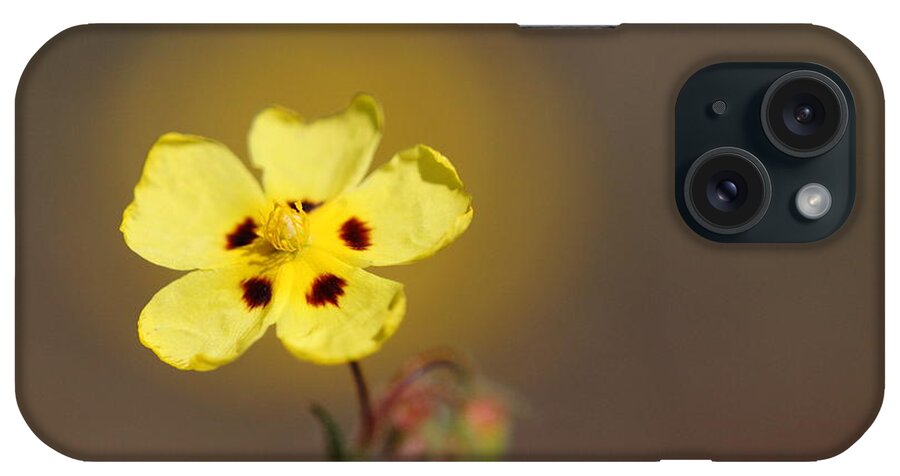 Sun iPhone Case featuring the photograph Radiate by Richard Patmore