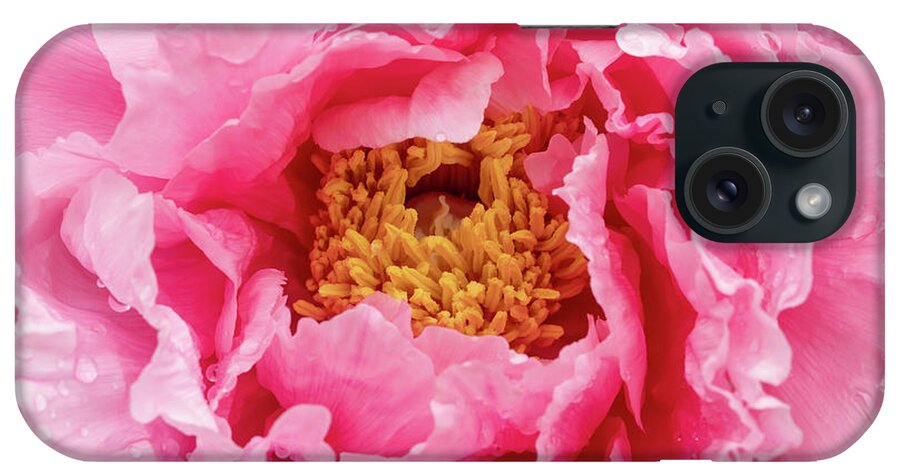 Paeonia Lactiflora iPhone Case featuring the photograph Rain drops on Chinese peony abstract background by Karen Foley