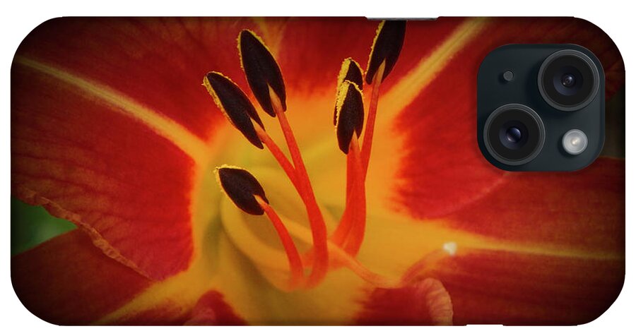 Reaching iPhone Case featuring the photograph Reaching for the Sun by Judy Hall-Folde
