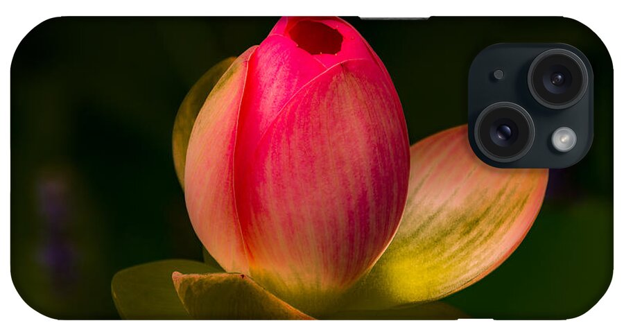 Jay Stockhaus iPhone Case featuring the photograph Ready to Bloom by Jay Stockhaus