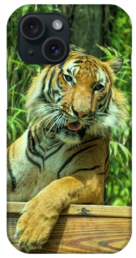 Tiger iPhone Case featuring the photograph Reclining Tiger by Artful Imagery
