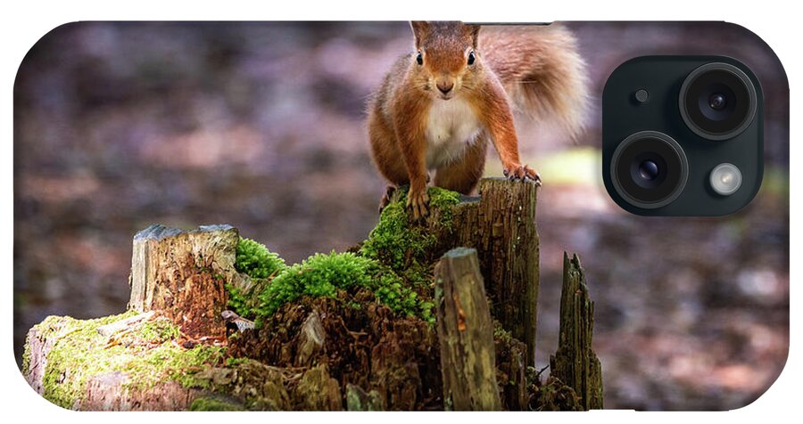 Red Squirrel iPhone Case featuring the photograph Red Alert by Framing Places