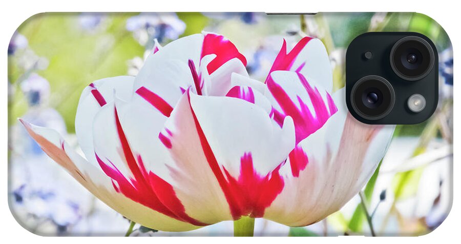 Red And White Tulip iPhone Case featuring the photograph Red and White Tulip by Terri Waters