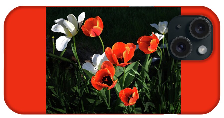 Garden iPhone Case featuring the photograph Red and White Tulips by Kathleen Stephens
