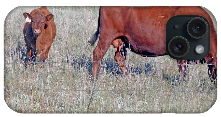  Calf iPhone Case featuring the photograph Red Angus Cow And Calf by Kay Novy