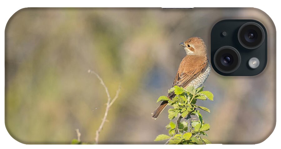 Animalia iPhone Case featuring the photograph Red-backed shrike female Axios River Delta Greece by Jivko Nakev
