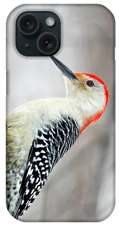 Birds iPhone Case featuring the photograph Red-bellied Woodpecker by Al Mueller