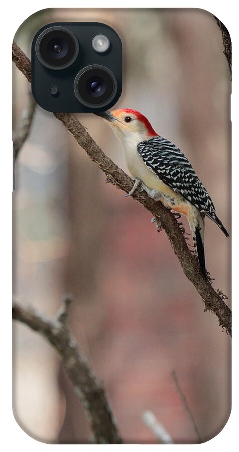 Red-bellied Woodpecker iPhone Case featuring the photograph Red-bellied Woodpecker by John Moyer