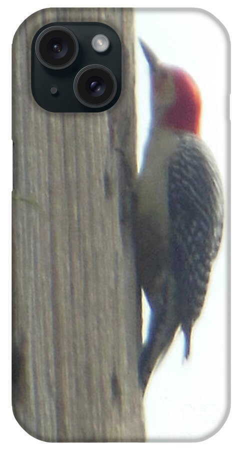 Red Bellied iPhone Case featuring the photograph Red Bellied Woodpecker by Rockin Docks Deluxephotos