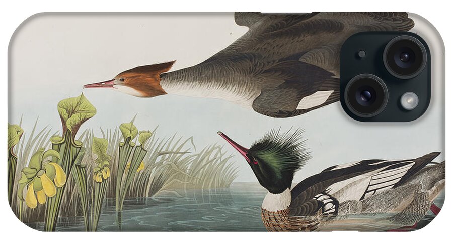 Audubon iPhone Case featuring the painting Red-breasted Merganser by John James Audubon