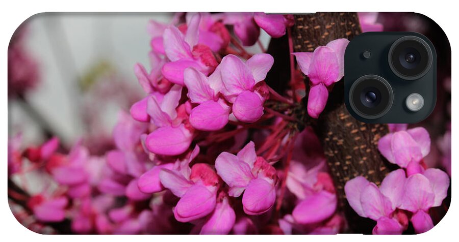 Nature iPhone Case featuring the photograph Red Bud 2011-3 by Robert Morin