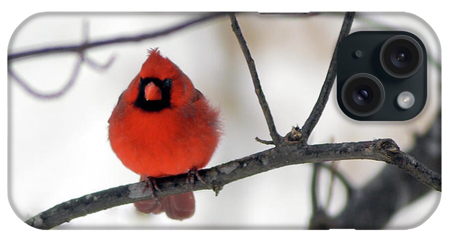 Cardinal iPhone Case featuring the photograph Red Cardinal in Snow by Marie Hicks