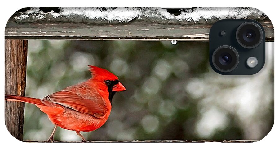 Red Cardinal Bird Photo iPhone Case featuring the photograph Red Cardinal Print by Gwen Gibson