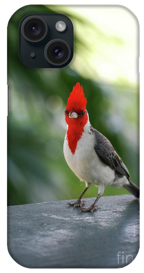 Red-crested-cardinal iPhone Case featuring the photograph Red Crested Cardinal Bird Standing on a Railing by DejaVu Designs