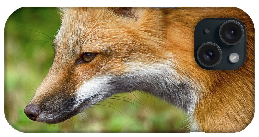 Red Fox iPhone Case featuring the photograph Red Fox 2 by WB Johnston