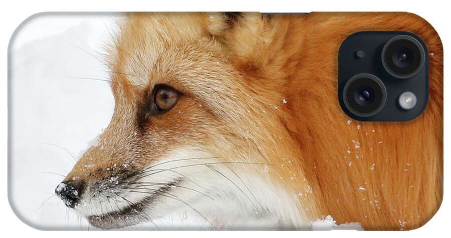 Red Fox iPhone Case featuring the photograph Red Fox Close Up by Steve McKinzie
