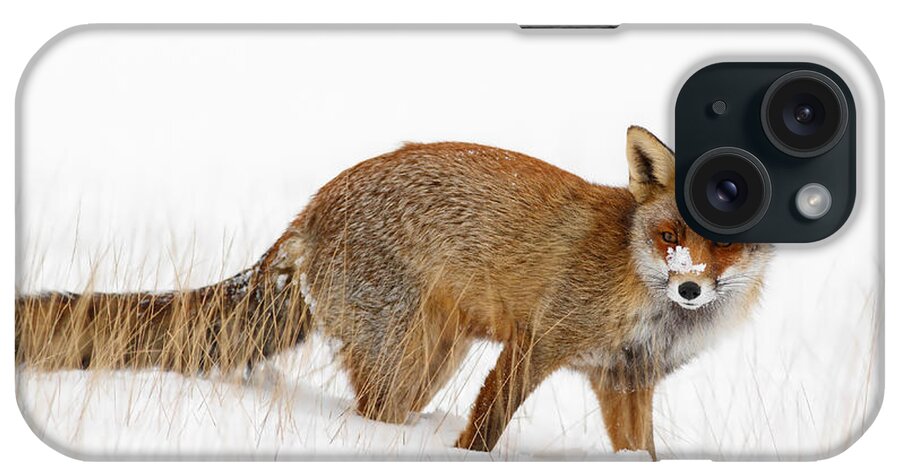 Red Fox iPhone Case featuring the photograph Red Fox in a Snow Covered Scene by Roeselien Raimond