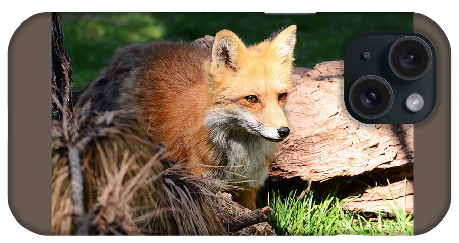 Habitat iPhone Case featuring the photograph Red Fox on Patrol by Debby Pueschel