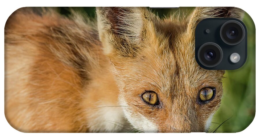 Red Fox Portrait iPhone Case featuring the photograph Red Fox Portrait by Morris Finkelstein