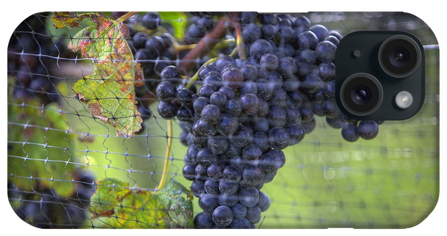 Grapes iPhone Case featuring the photograph Red grapes by Steve Gravano