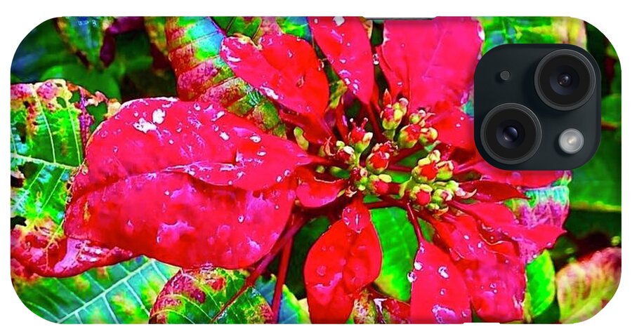 #flowersofaloha #poinsettias iPhone Case featuring the photograph Red Hawaiian Poinsettia by Joalene Young