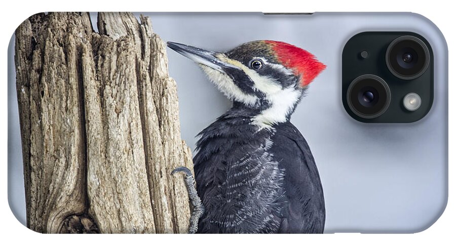 Woodpecker iPhone Case featuring the photograph Red Head by Peg Runyan