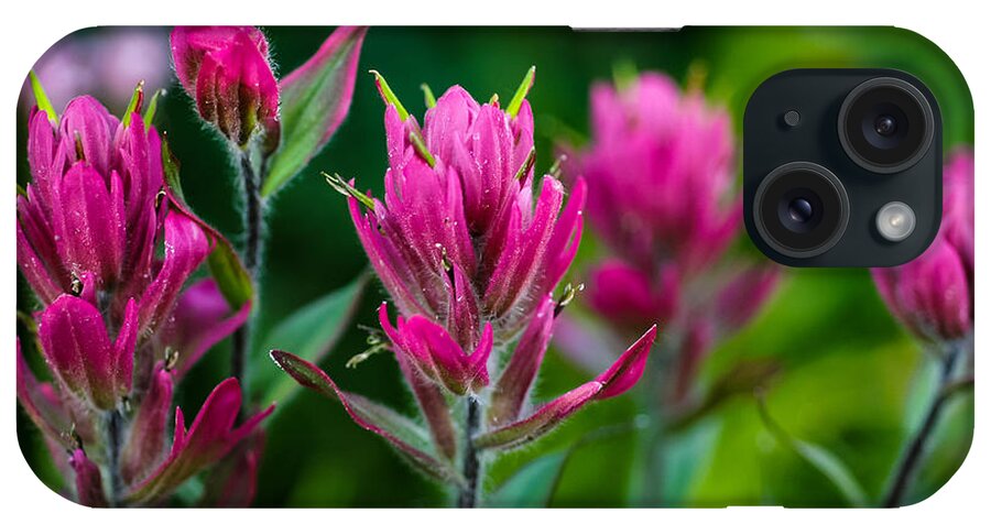 Red Indian Paintbrush iPhone Case featuring the photograph Red Indian Paintbrush by George Buxbaum