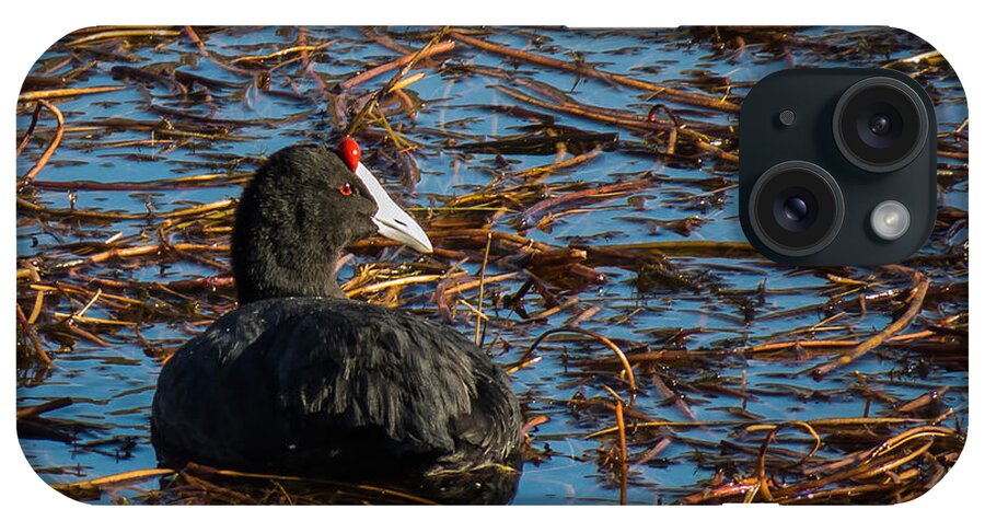 Coot iPhone Case featuring the photograph Red-knobbed Coot by Claudio Maioli