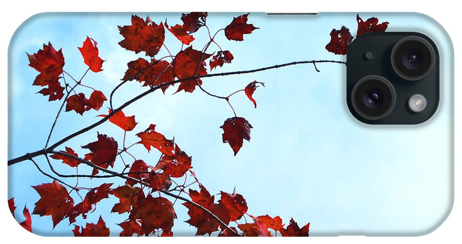 Artoffoxvox iPhone Case featuring the photograph Red Leaves Blue Sky Photograph by Kristen Fox