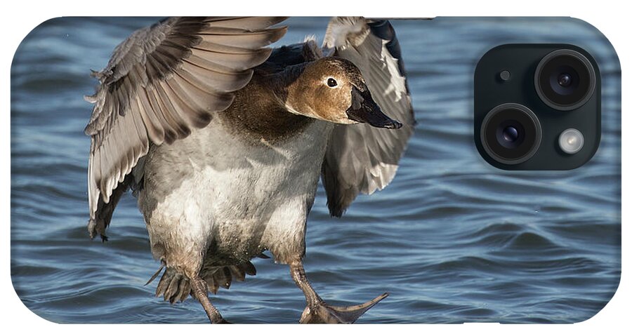 Duck iPhone Case featuring the photograph Red Light by Art Cole