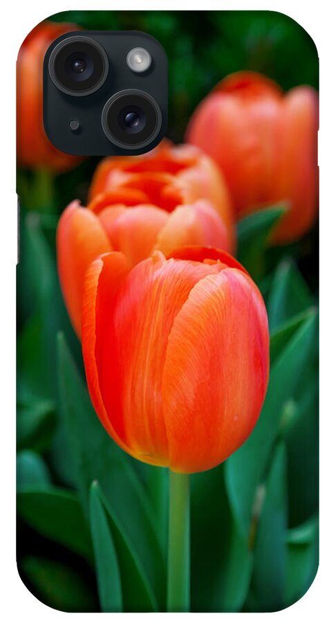 Spring Flowers iPhone Case featuring the photograph Red Tulips by Az Jackson