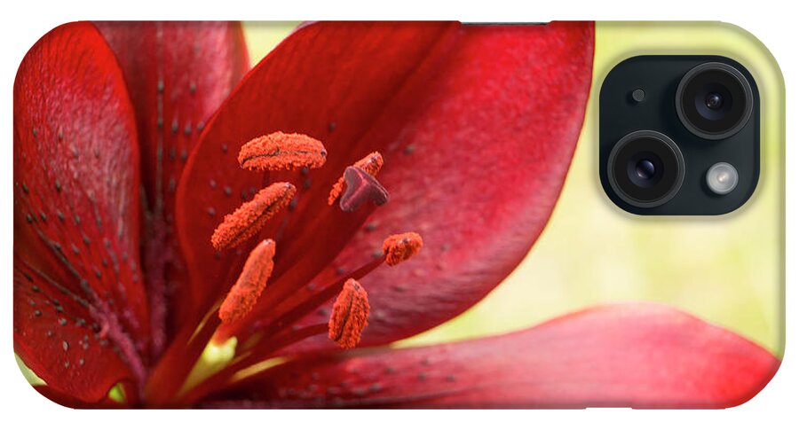 Red Lily iPhone Case featuring the photograph Red lily for wealth and prosperity. by Elena Perelman