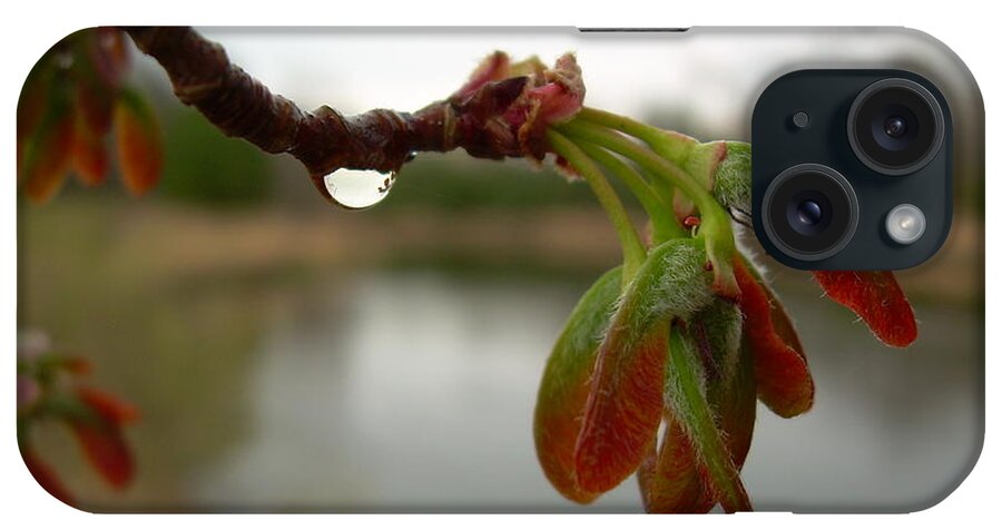 Red Maple iPhone Case featuring the photograph Red Maple Seed Pods at Dawn by Kent Lorentzen
