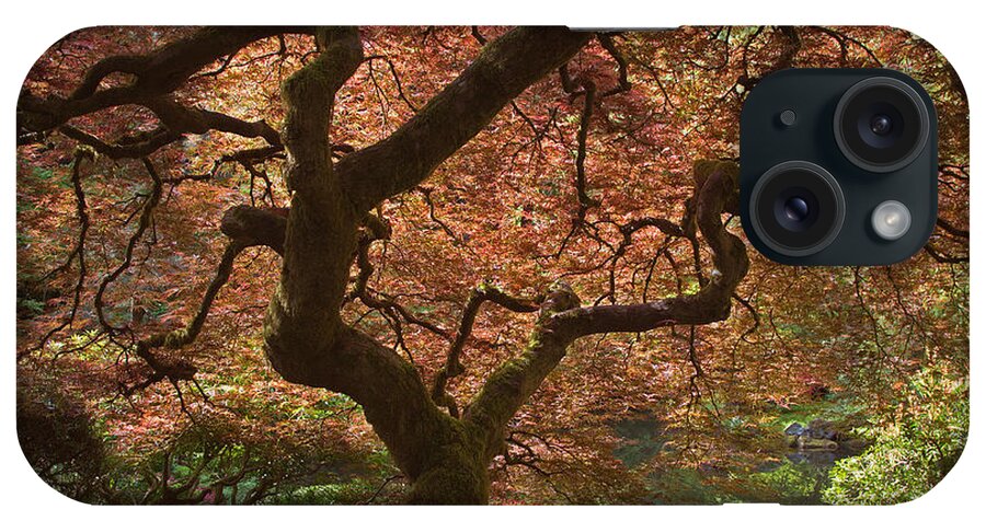 Japanese iPhone Case featuring the photograph Red Maple Tree by Jack Nevitt
