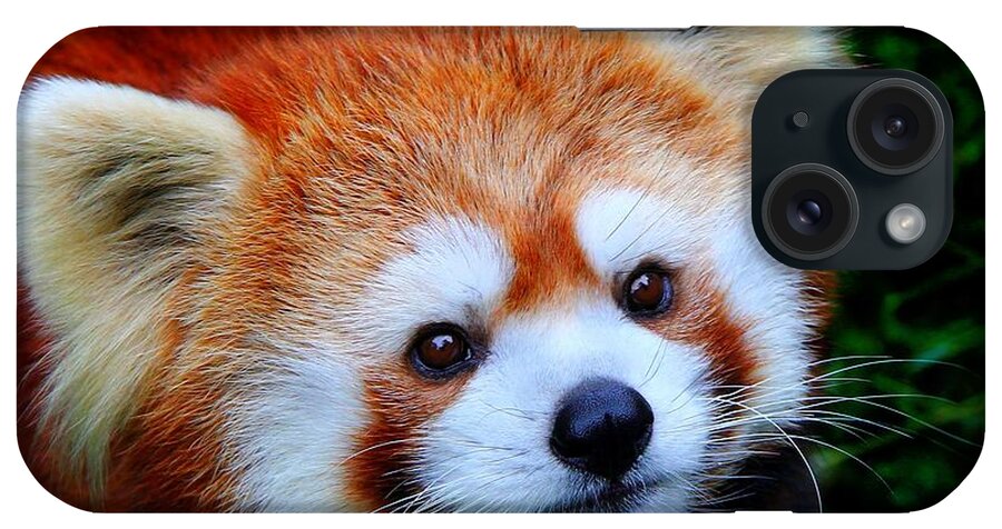 Panda iPhone Case featuring the photograph Red Panda by Davandra Cribbie